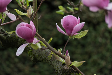 Magnolie (Magnolia) Fr&uuml;hjahrserwachen