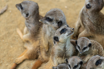 Erdmännchen Rudel