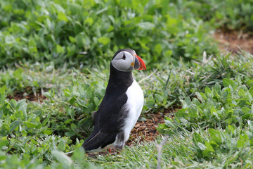 Atlantic Puffin from the Farne Islands