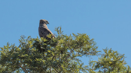 Brown Snake Eagle