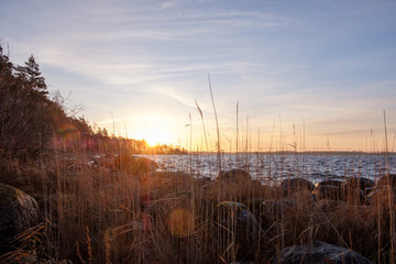sunrise at the lake, with reeds in the foreground