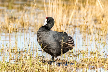 Red-knobbed coot