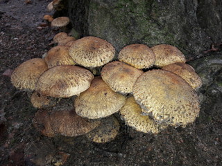 Pilze an der Wurzel eines Baumes