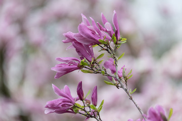 Magnolienblüten