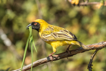 Fototapeta premium Southern masked weaver