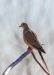 Mourning dove on branch in riparian area in central New Mexico