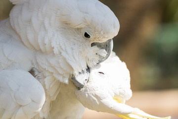 White cockatoo