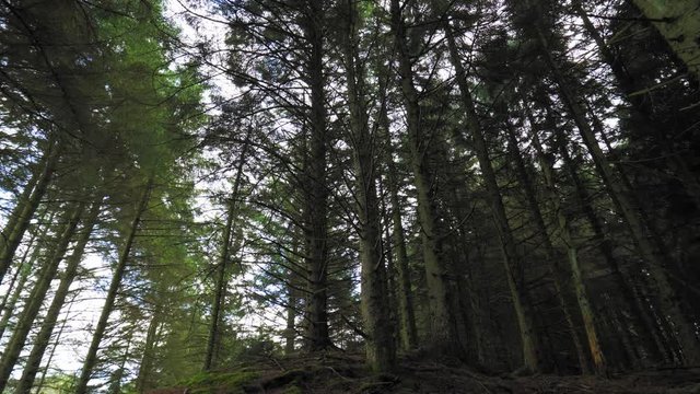 Someone is enjoying walk in woods. View from below on trunks of leafless trees or foliage. On the ground, dry spruce needles, grass and moss. Blue sky and white clouds can be seen through tall trees