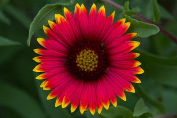 Indian Blanket