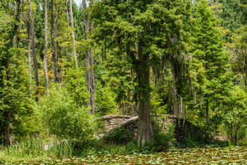Foot bridge in the swamp