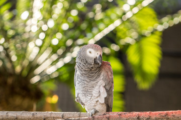 Grey parrot