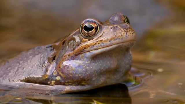 European common frog (Rana temporaria) mating