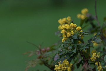 Gewöhnliche Mahonie (Mahonia aquifolium)