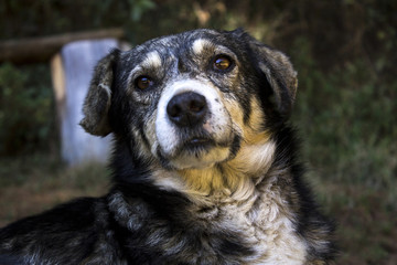 Chuchito en Guatemala