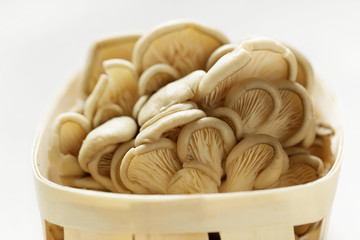 Oyster mushrooms in the wooden basket.