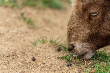 Fototapeta premium Widder