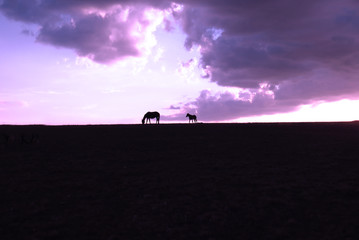 Horses silhouette on the top of a hill