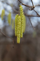 Hazel catkins on a branch in early spring.