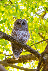 Barred Owl