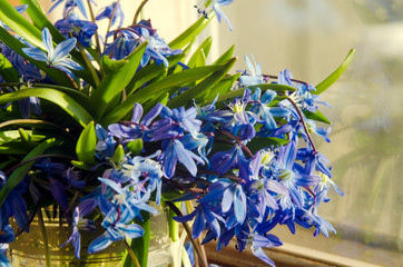 Bouquet of blue snowdrops glass vase on the windowsill. The concept of the approach of spring