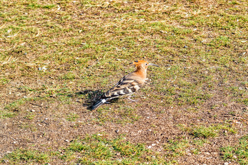 Eurasian Hoopoe, Upupa epops.