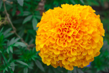 Цветы желтые тагетесы (бархатцы)