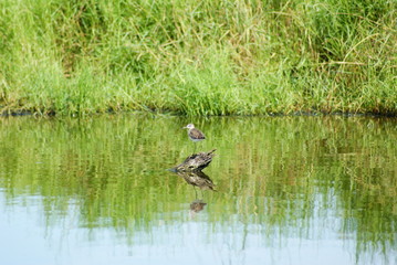 a bird in a wetland