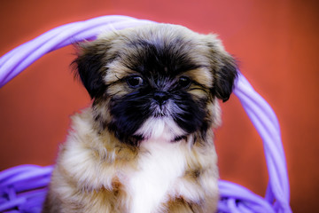 Closeup of a Brown and White Shih Tzu Puppy Standing in a Purple Basket in Front of a Red Background