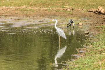 Grey heron