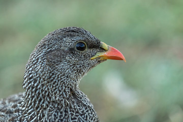 Natal spurfowl