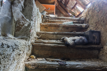 stiegen in einem haus mit einem waschbaer