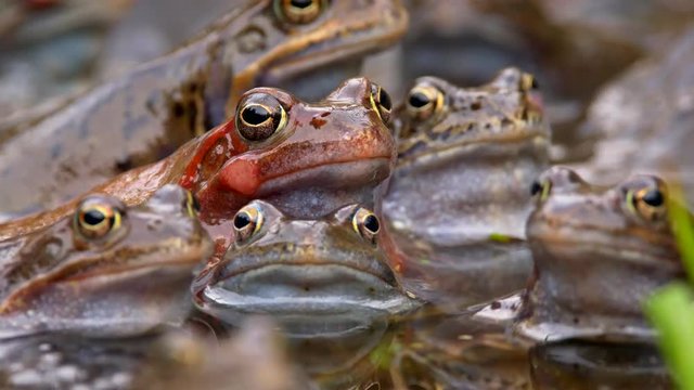 European common frog congregation