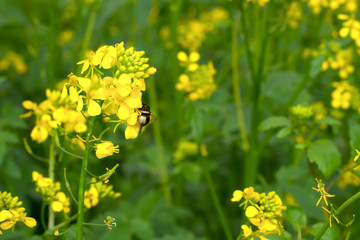 Bumblebee gathers nectar from a flower.Bumblebee gathers nectar from a flower. Pollination.