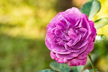 Purple Rose