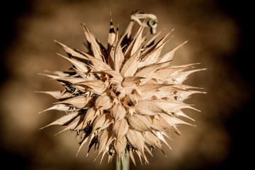 Spiky Grass