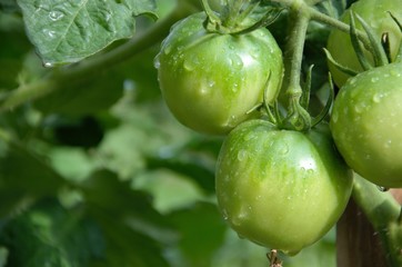 tomates vertes