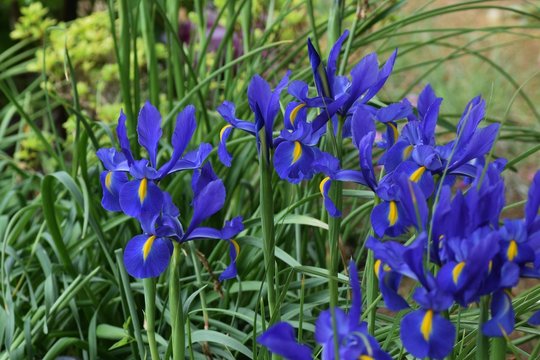 Fototapeta Coloring early summer "Dutch Iris"(blue)