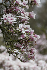 Magnolie (Magnolia) Frühlingserwachen