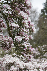 Magnolie (Magnolia) Frühlingserwachen