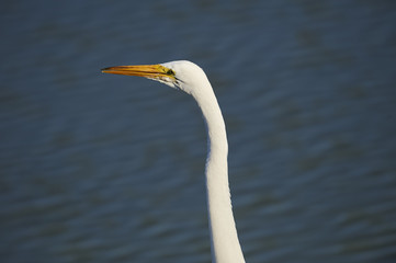 Great Egret (Ardea alba) head, Jocotopec, Jalisco, Mexico