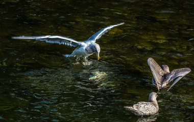 Gulls at Quinsam