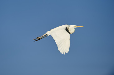 Snowy Egret in flight over Lake Chapala, Jocotopec, Jalisco, Mexico