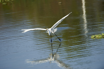 Great Egret (Ardea alba) in flight over Lake Chapala, Jocotopec, Jalisco, Mexico