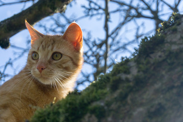 rot getigerte Katze sitzt auf einem Baum bei blauem Himmel