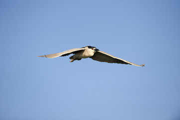 Black-crowned Night Heron (Nycticorax nycticorax) in flight over Lake Chapala, Jocotopec, Jalisco, Mexico