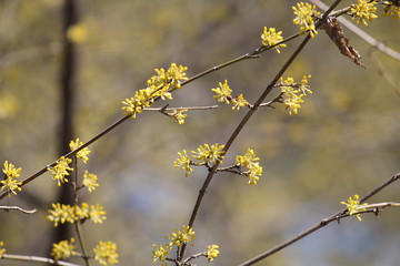Small yellow flowers of European cornel or Cornelian cherry dogwood (Cornus mas) on bare branches