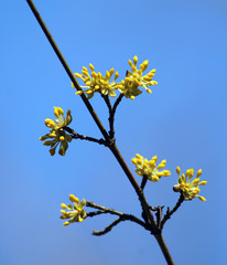 Branch of European cornel or Cornelian cherry dogwood (Cornus mas) with small yellow flowers against blue sky