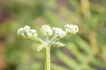 Young Fern