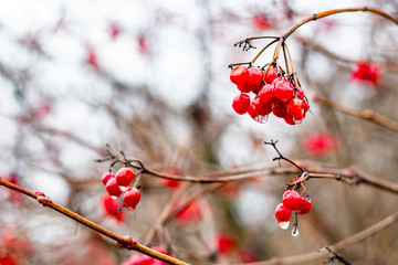 Red viburnum in autumn frosts
