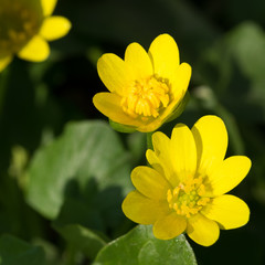 Close-up of yellow wild spring flowers. Soft focus.